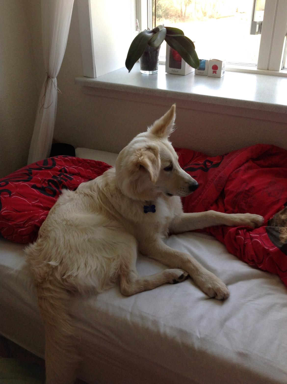 Blanding af racer Charlie billede 5