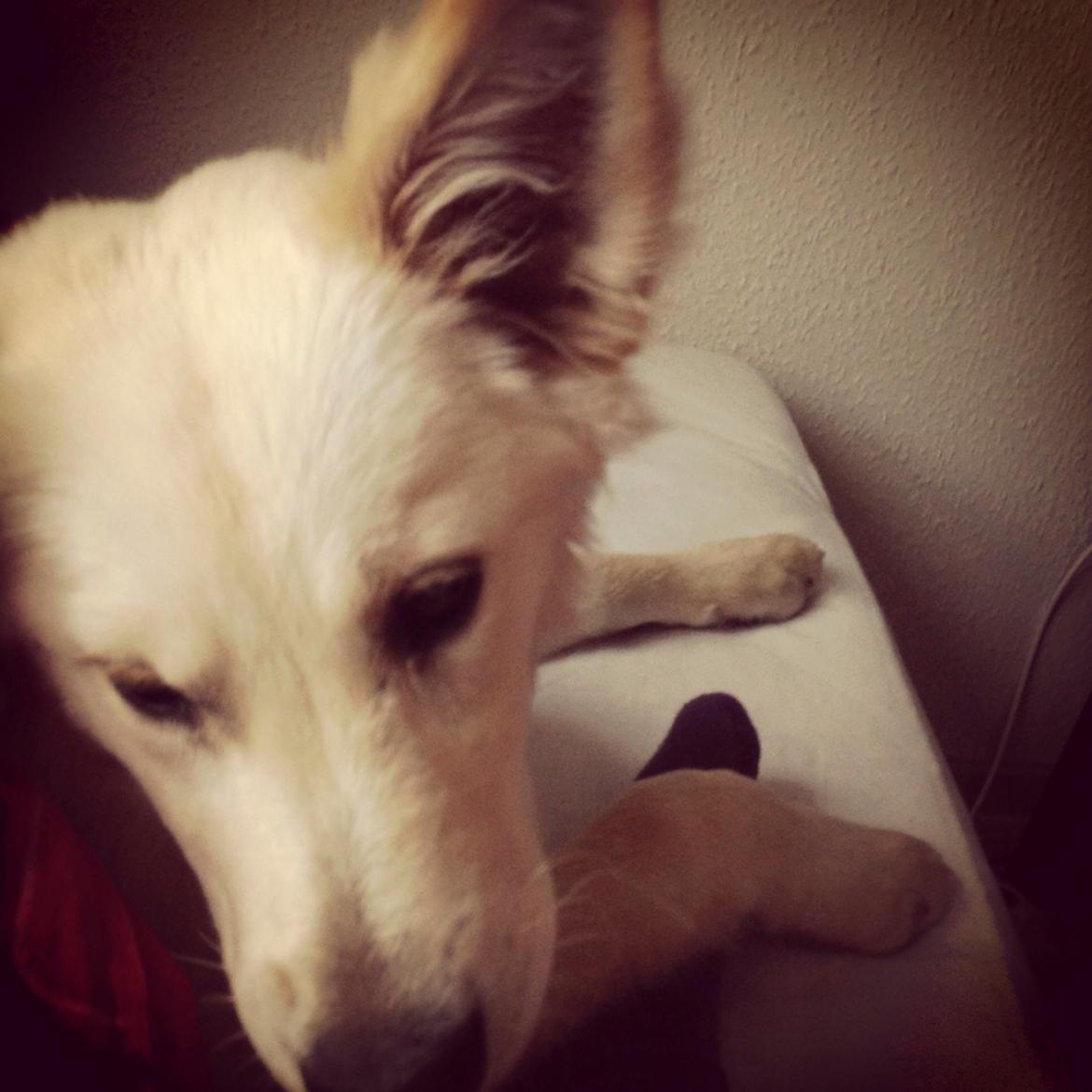 Blanding af racer Charlie billede 6