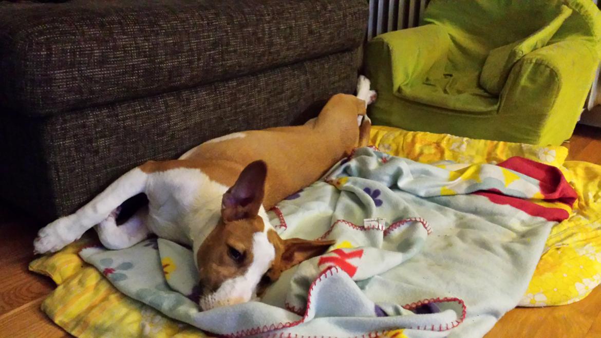 Blanding af racer Vega billede 26