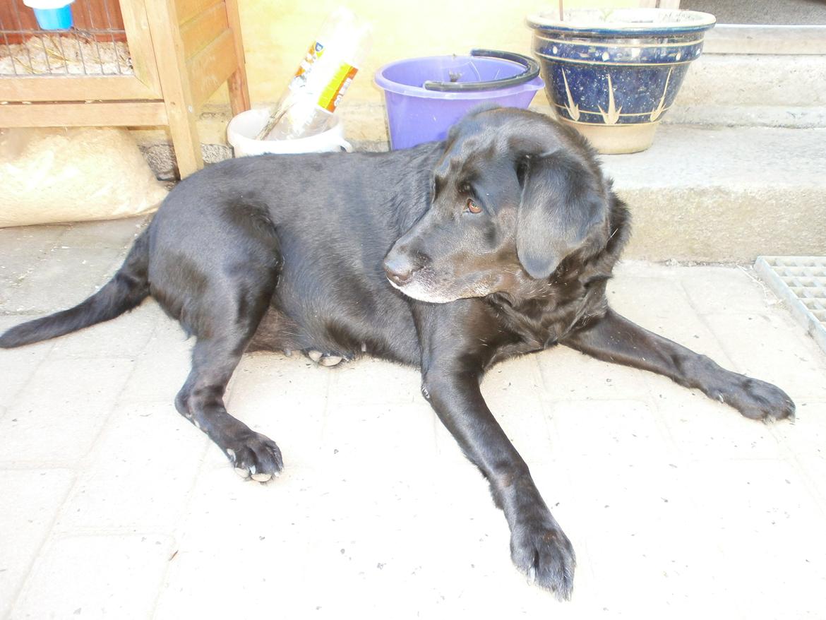 Labrador retriever †.R.I.P June.† 31-01-2014 billede 23
