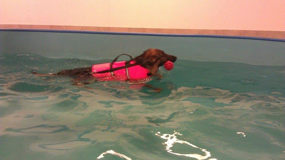 Schæferhund Wildmarkens Kenya billede 7