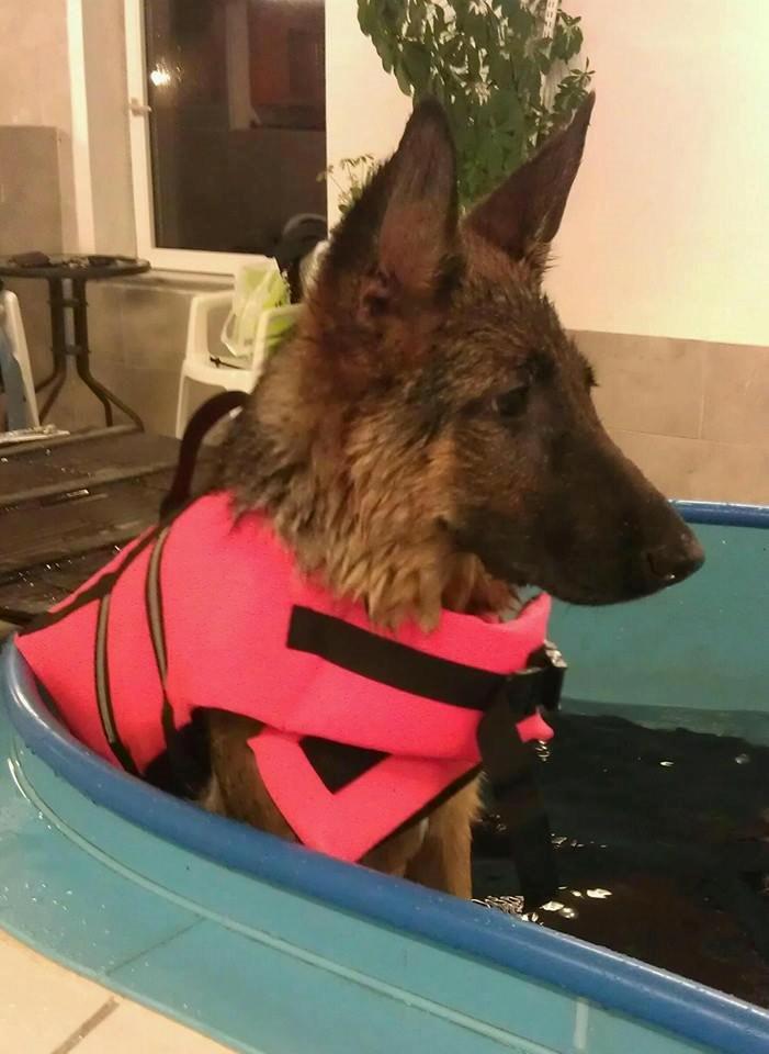 Schæferhund Wildmarkens Kenya billede 8