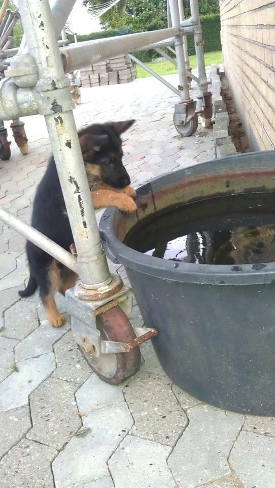 Schæferhund Wildmarkens Kenya billede 9