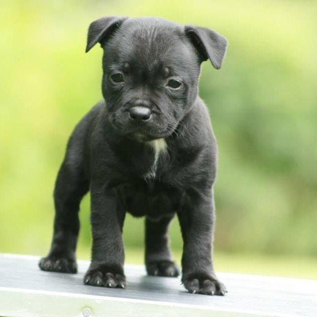 Staffordshire bull terrier Abby billede 1