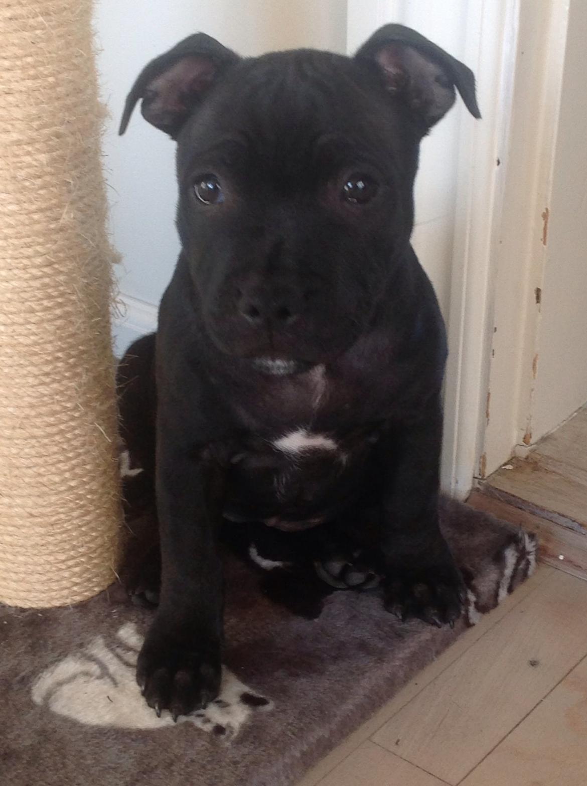 Staffordshire bull terrier Abby billede 2