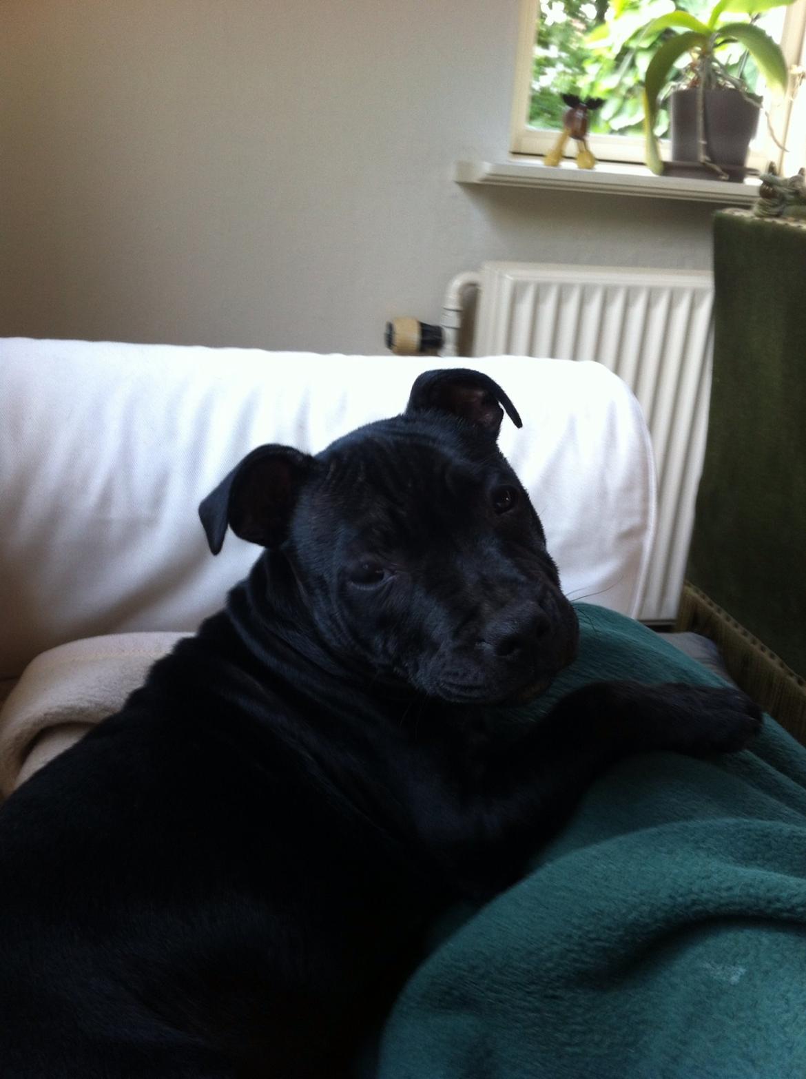 Staffordshire bull terrier Abby billede 3