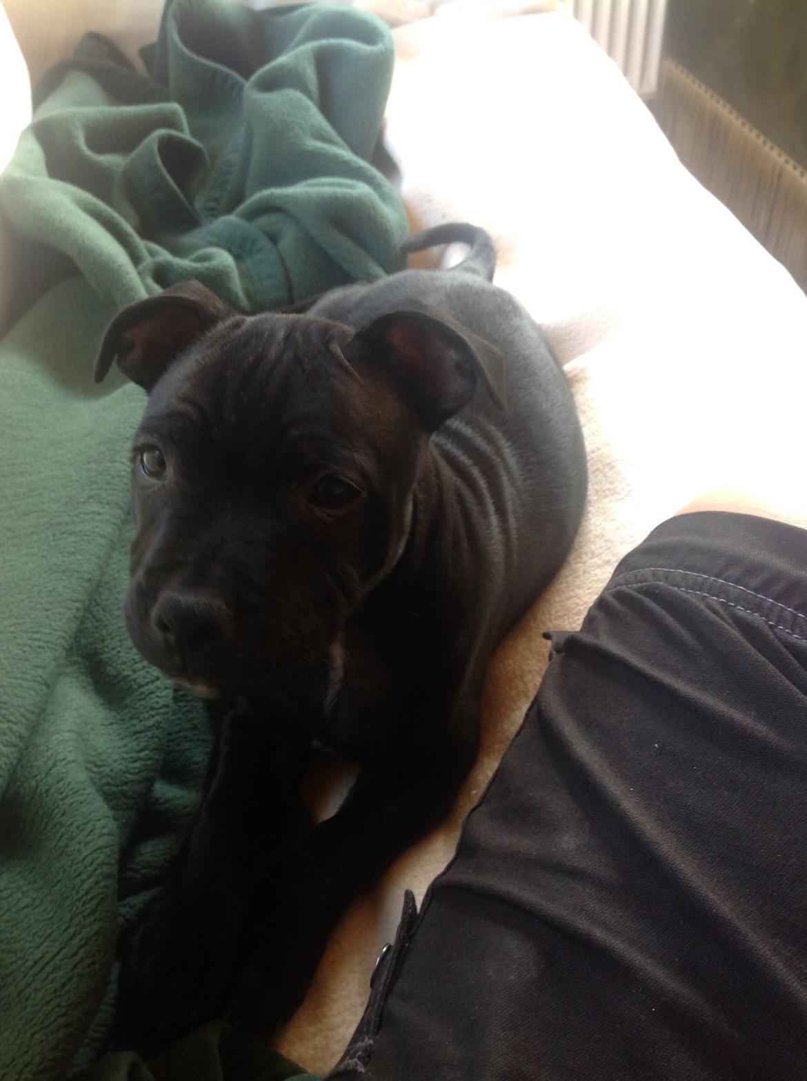 Staffordshire bull terrier Abby billede 4