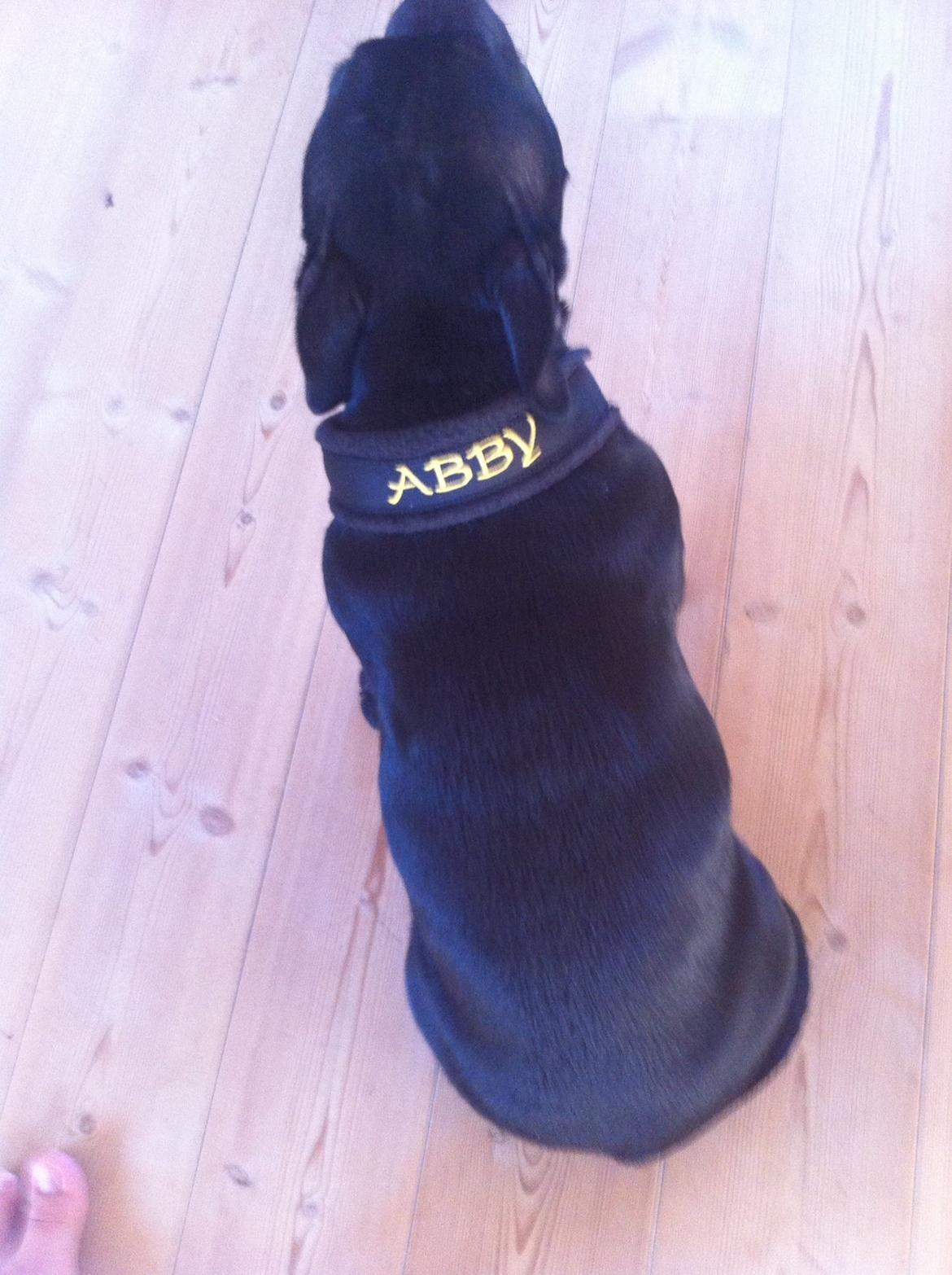 Staffordshire bull terrier Abby billede 5