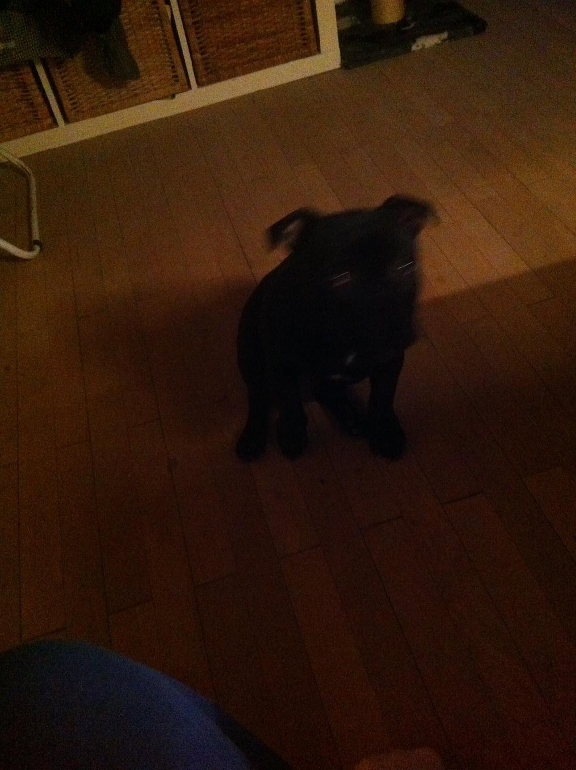 Staffordshire bull terrier Abby billede 6