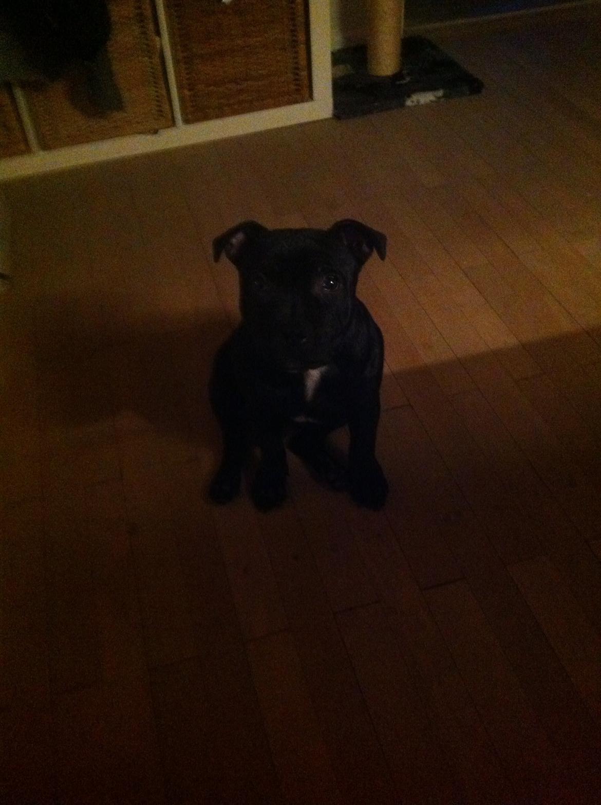 Staffordshire bull terrier Abby billede 7