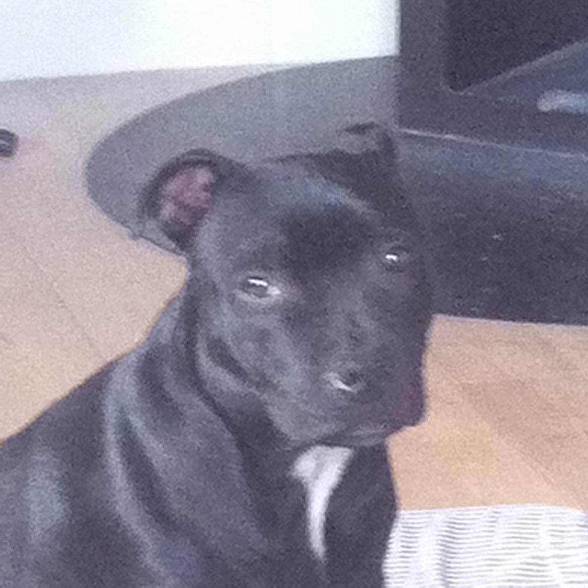 Staffordshire bull terrier Abby billede 8