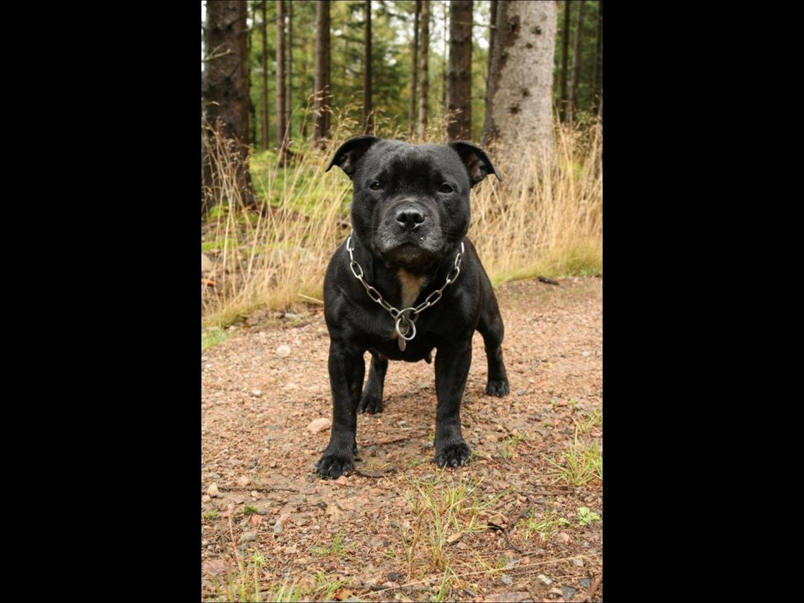 Staffordshire bull terrier Abby billede 9