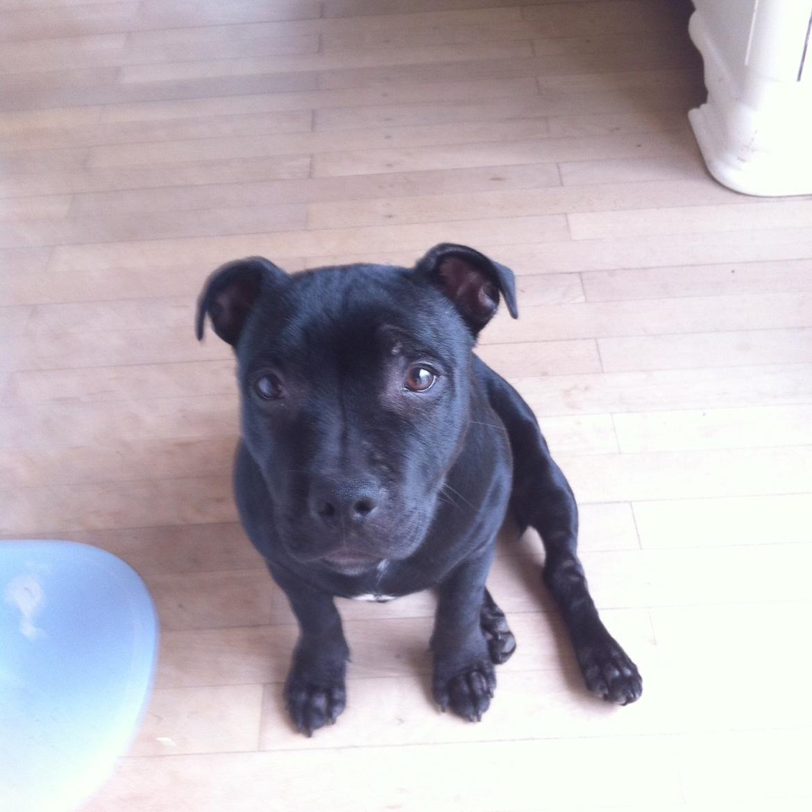 Staffordshire bull terrier Abby billede 10