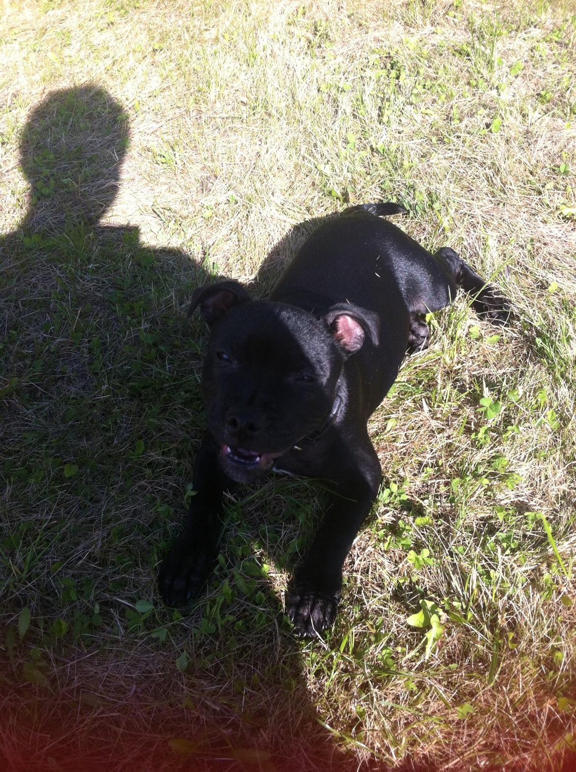 Staffordshire bull terrier Abby billede 11