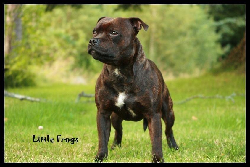 Staffordshire bull terrier Abby billede 12