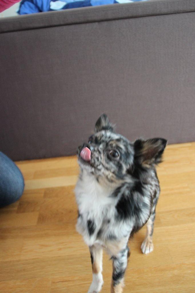 Chihuahua Bastian billede 17