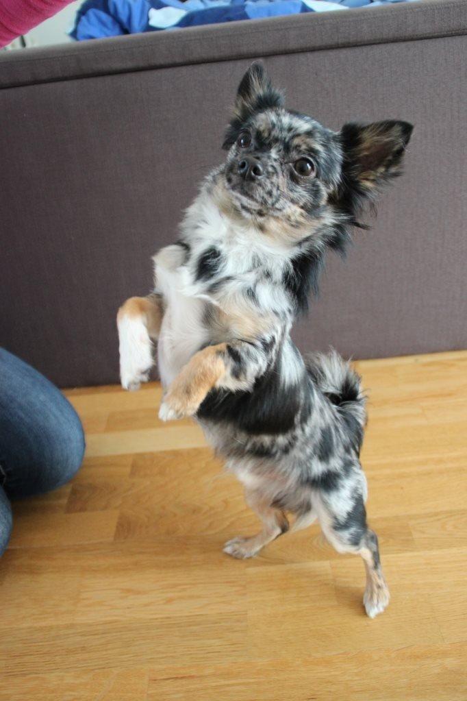 Chihuahua Bastian billede 18