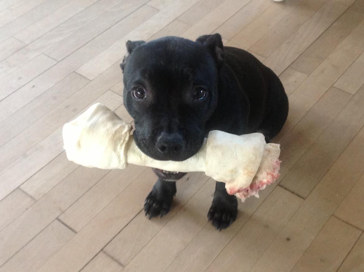 Staffordshire bull terrier Abby billede 13