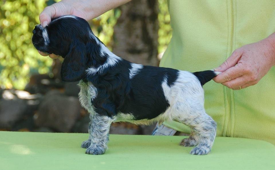 Cocker spaniel Ludvig billede 1