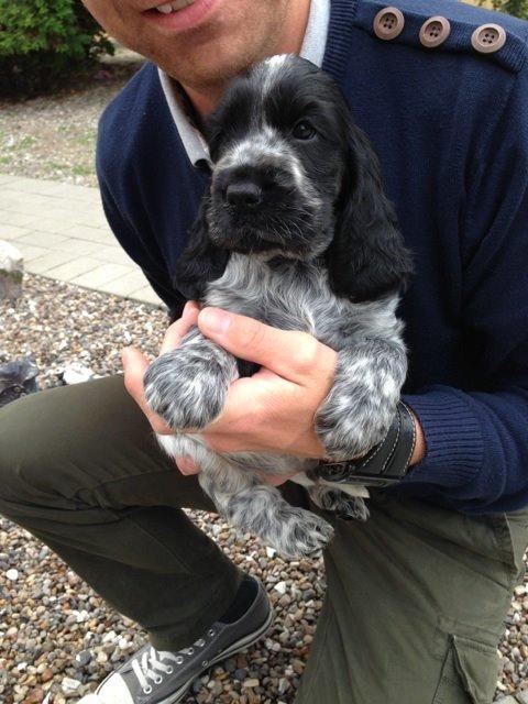 Cocker spaniel Ludvig billede 2