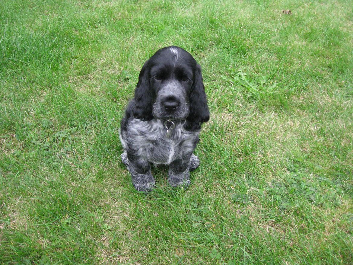 Cocker spaniel Ludvig billede 3