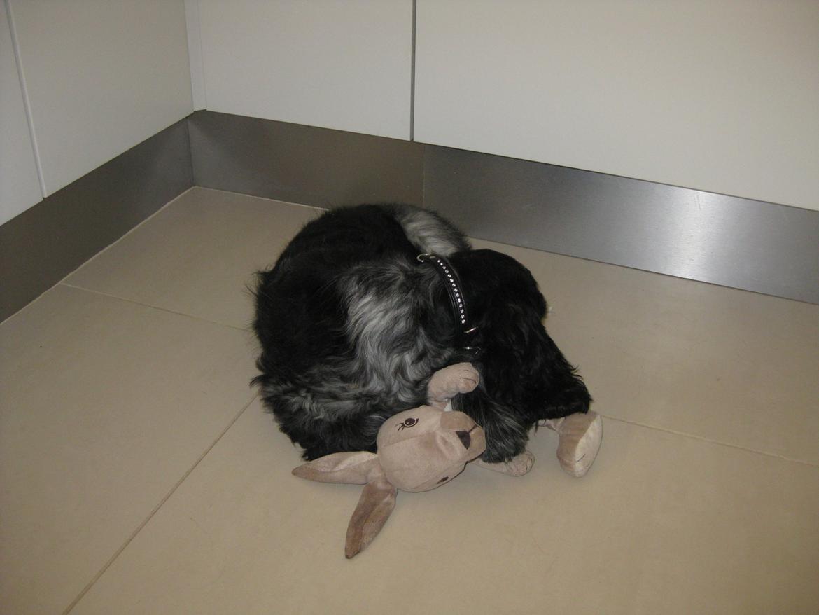 Cocker spaniel Ludvig billede 4