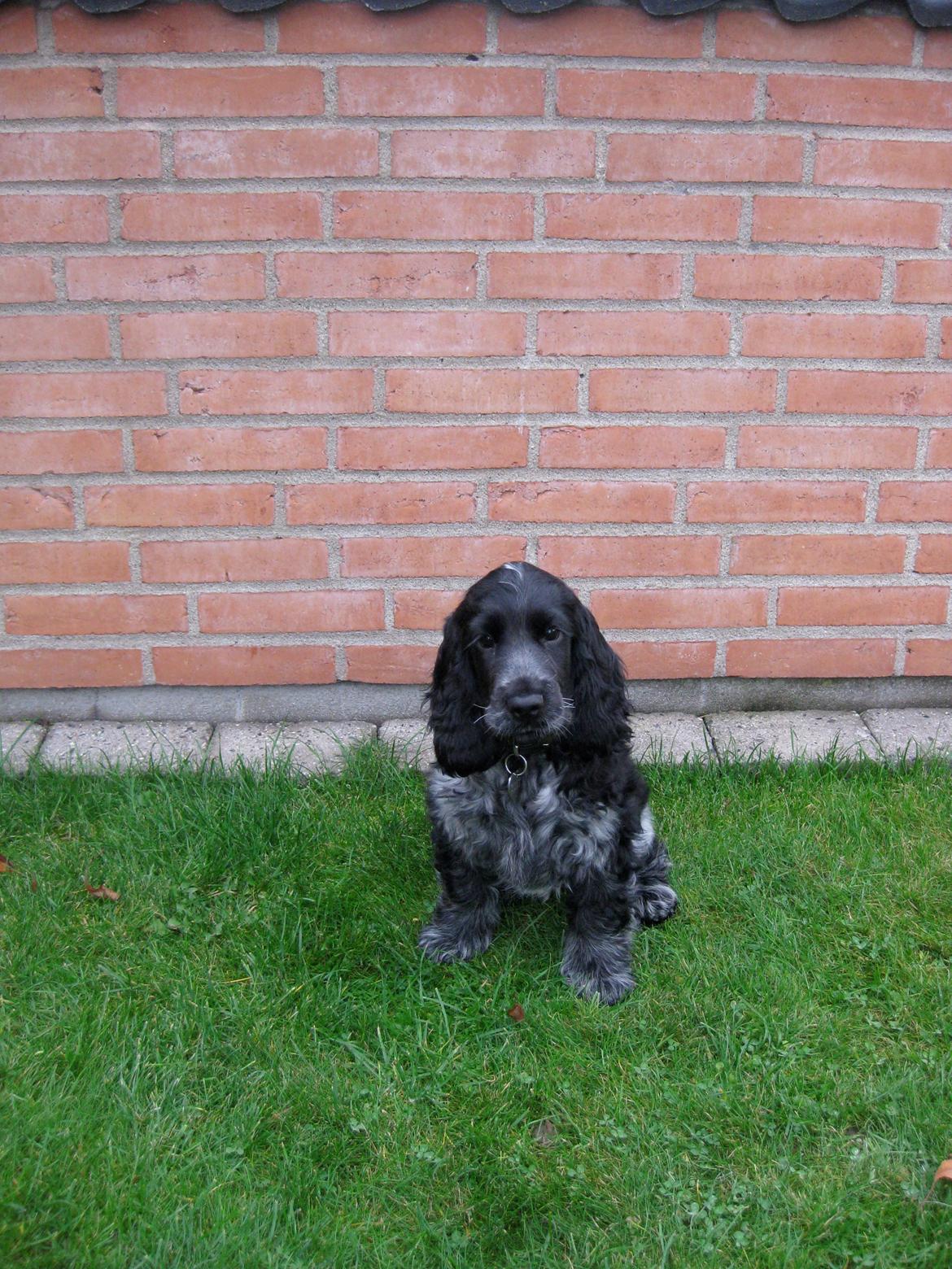 Cocker spaniel Ludvig billede 5