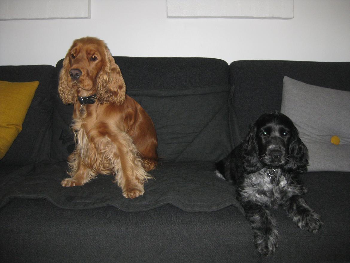 Cocker spaniel Ludvig billede 6