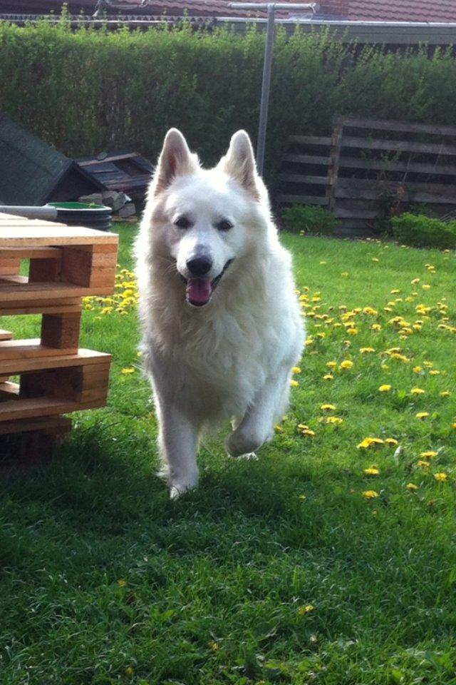Hvid schæfer Valle billede 3