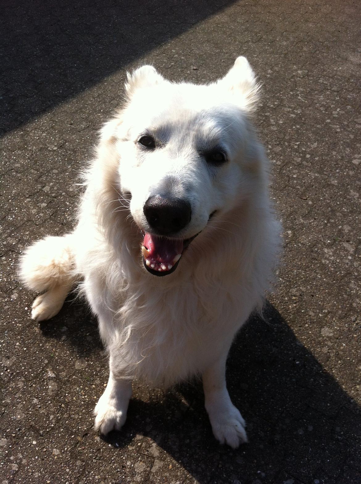 Hvid schæfer Valle billede 4