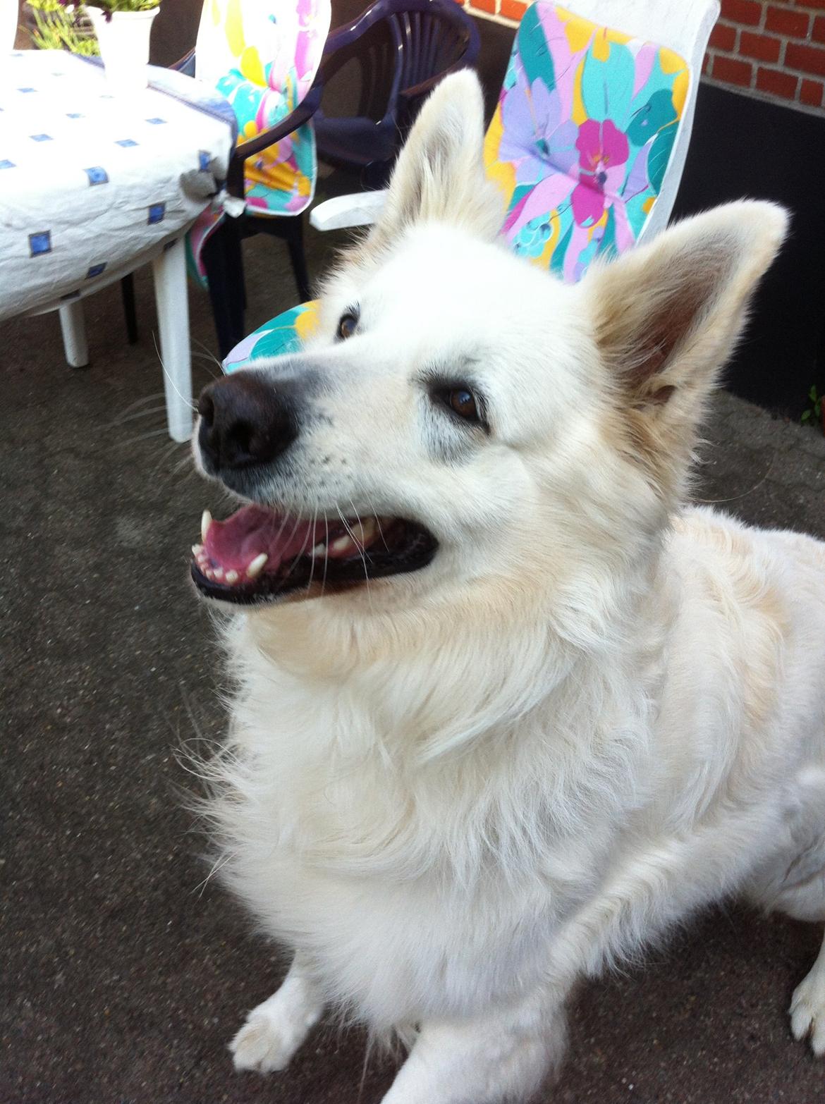 Hvid schæfer Valle billede 5