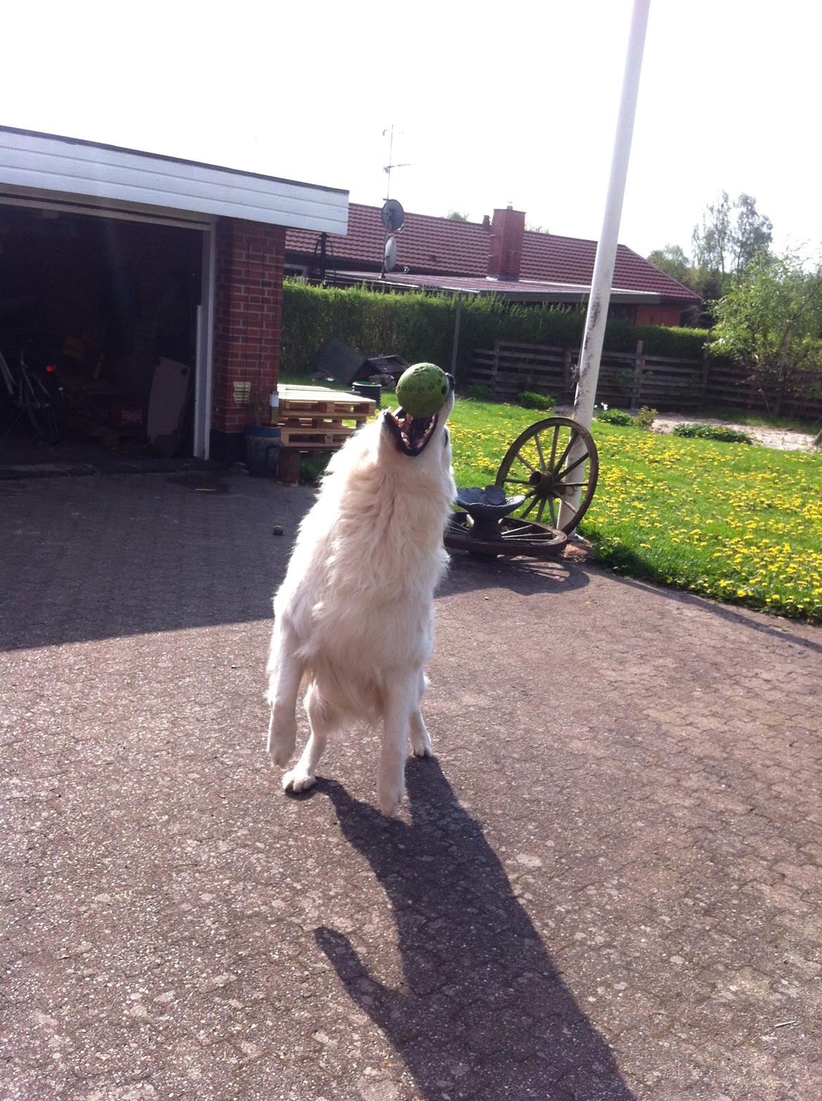 Hvid schæfer Valle billede 6