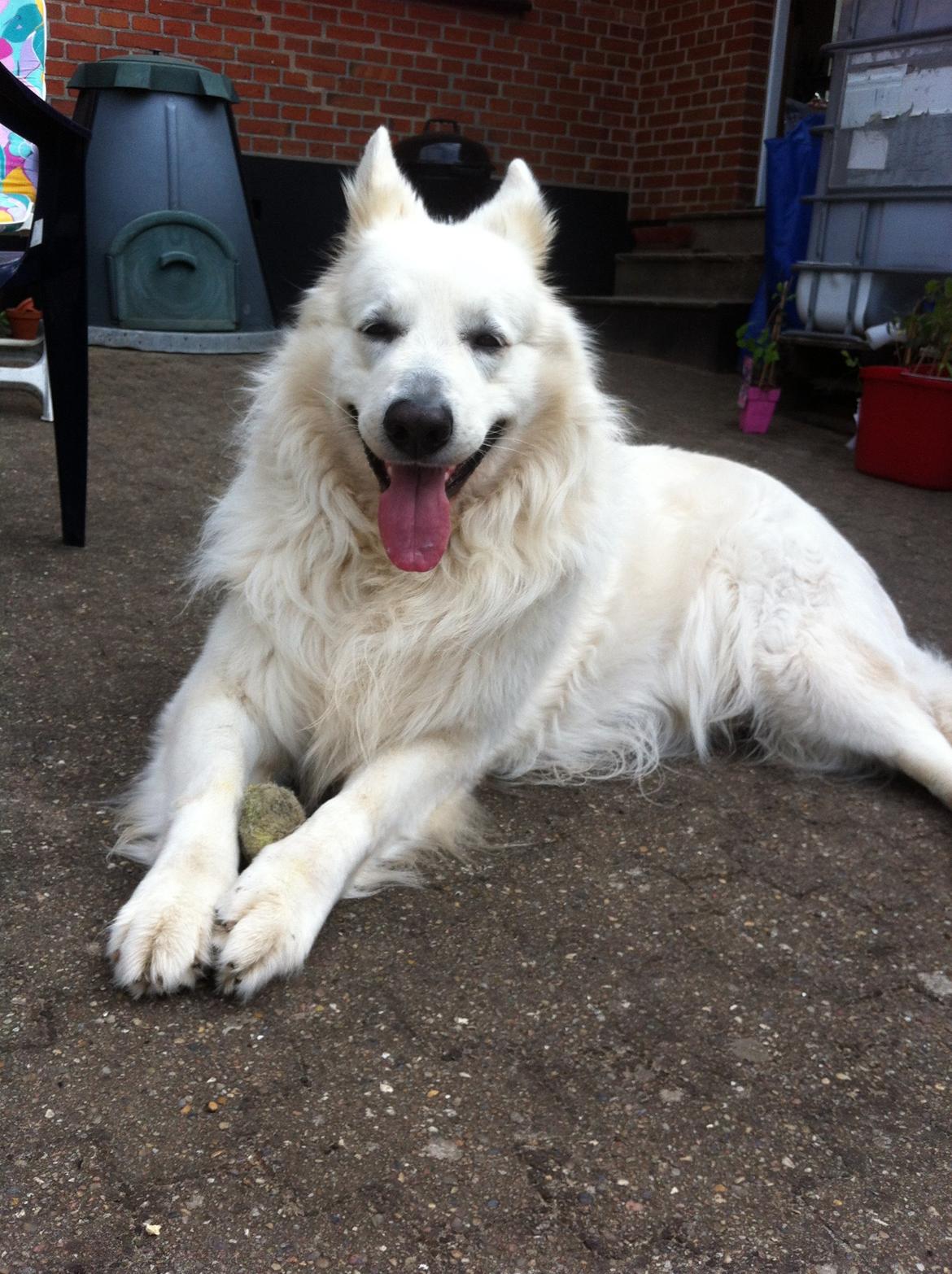 Hvid schæfer Valle billede 7