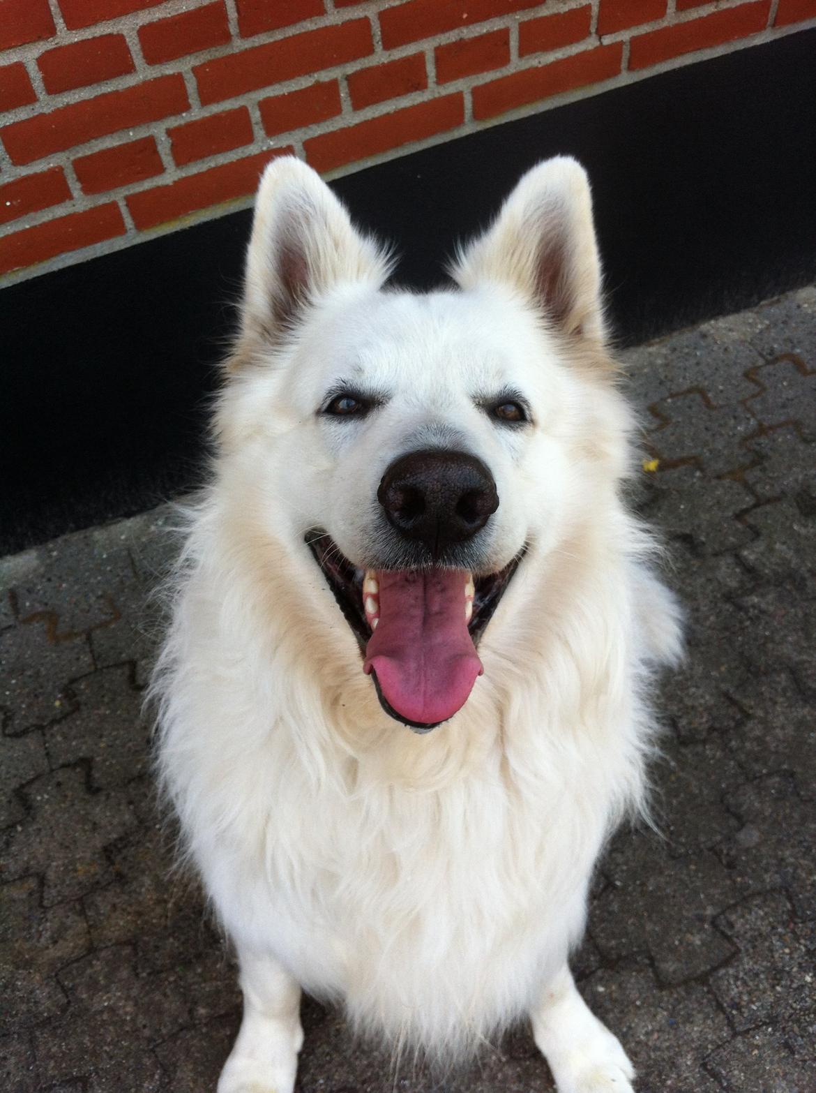 Hvid schæfer Valle billede 2