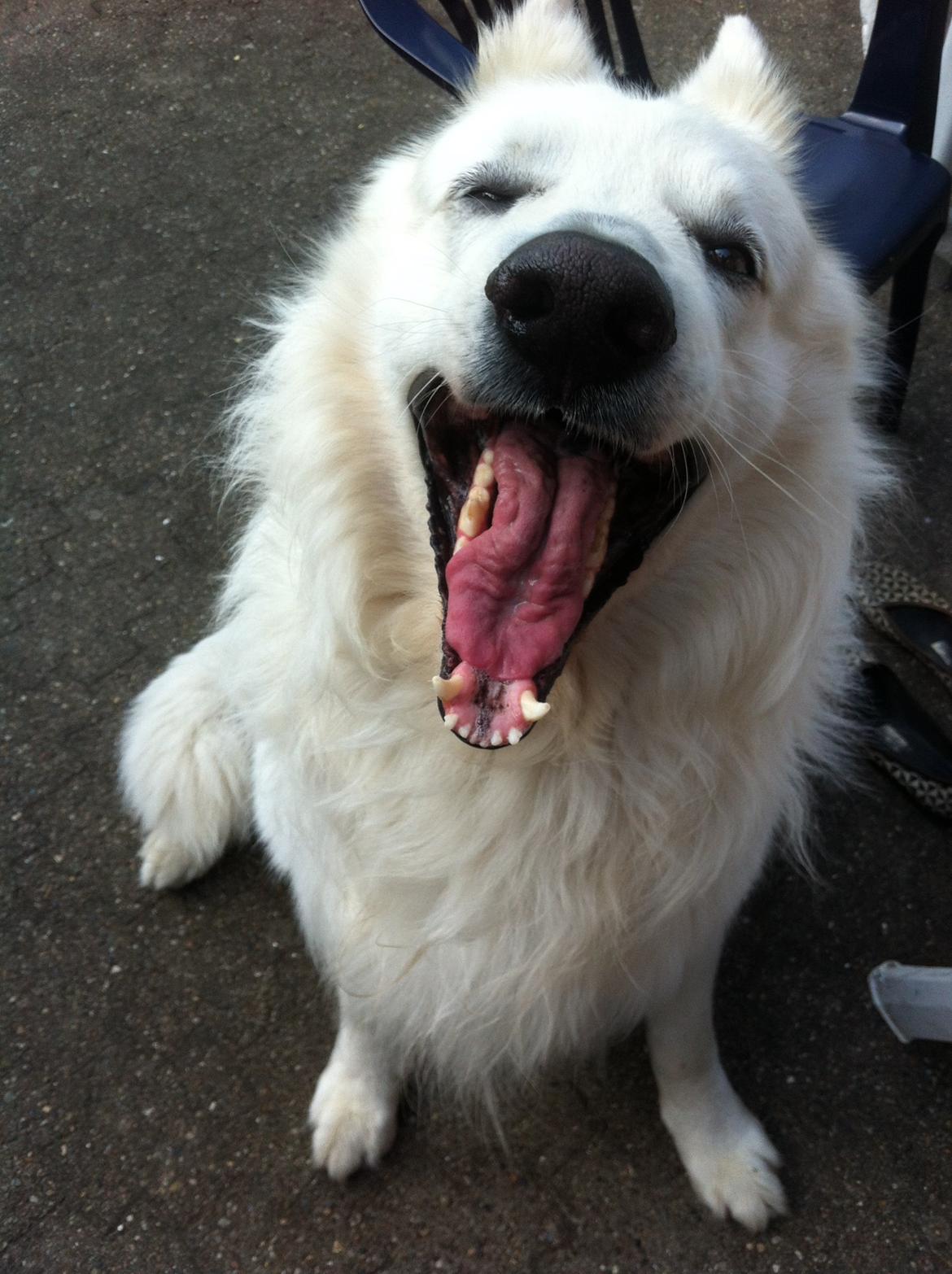 Hvid schæfer Valle billede 9