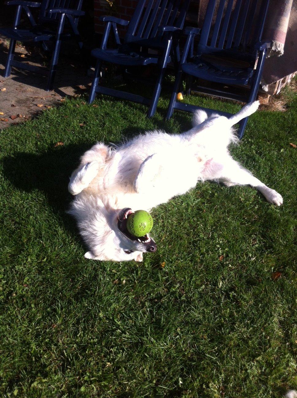 Hvid schæfer Valle billede 10