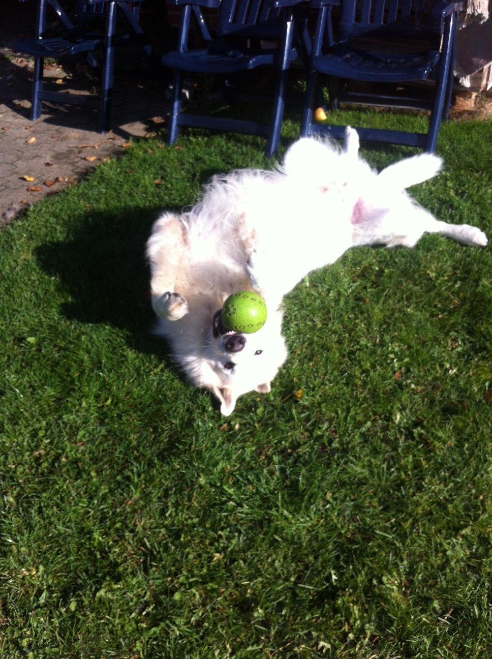 Hvid schæfer Valle billede 11