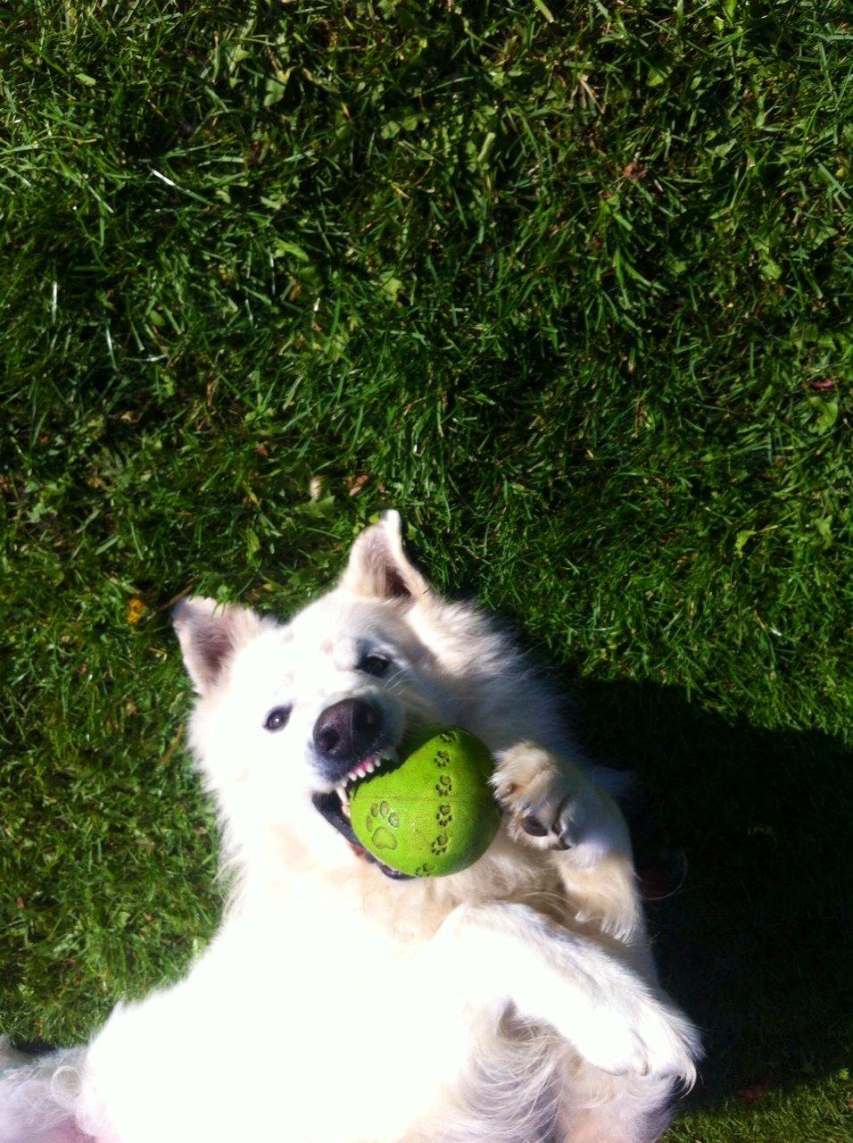 Hvid schæfer Valle billede 12