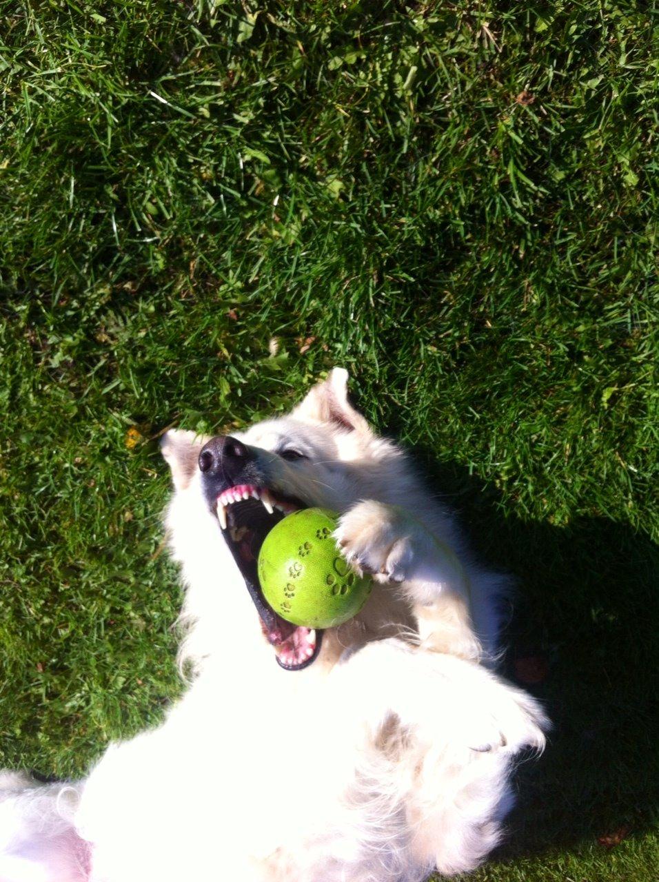 Hvid schæfer Valle billede 13