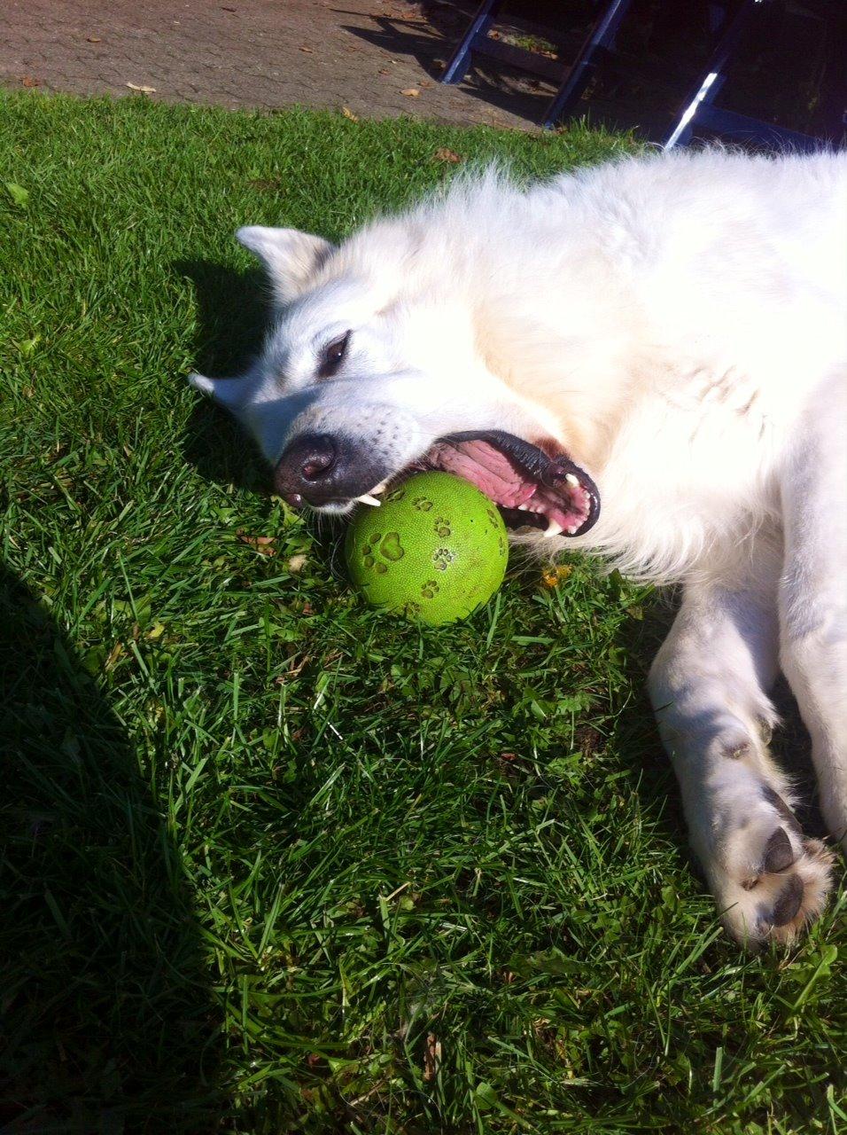 Hvid schæfer Valle billede 14