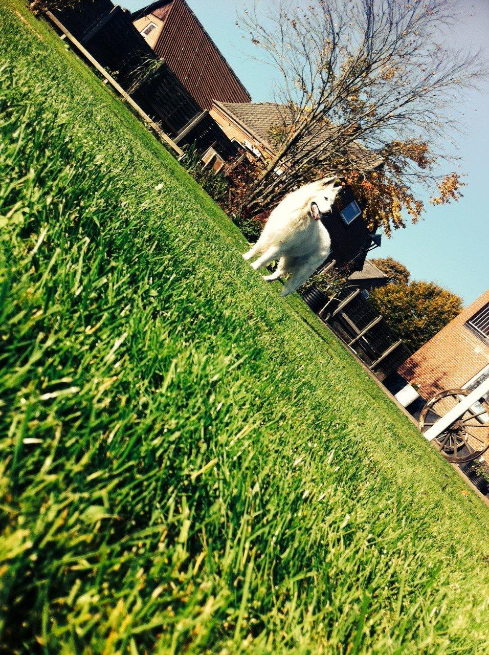 Hvid schæfer Valle billede 15