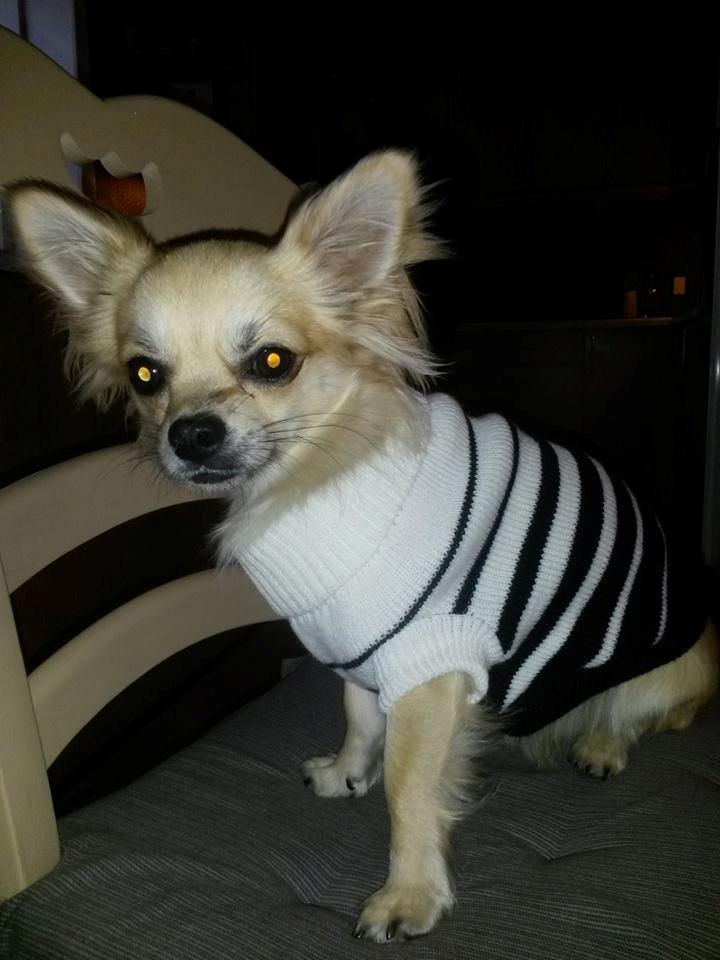 Chihuahua Topper - Søn som far <3 ( TOPPER ) billede 20