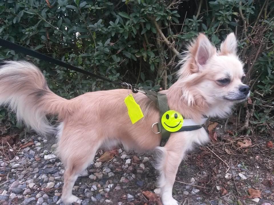 Chihuahua Topper billede 21