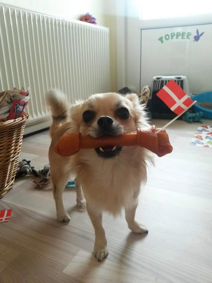 Chihuahua Topper billede 1