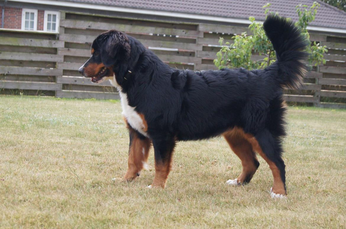 Berner sennenhund Amy billede 21