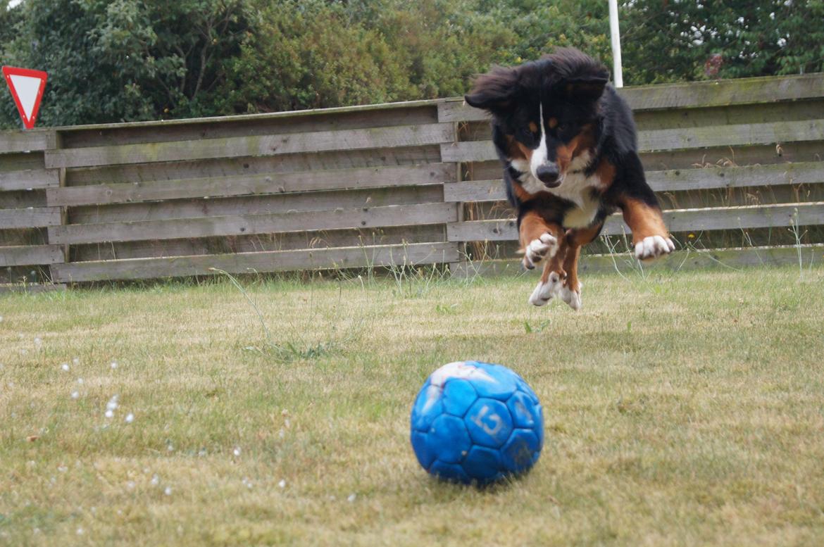 Berner sennenhund Amy billede 22