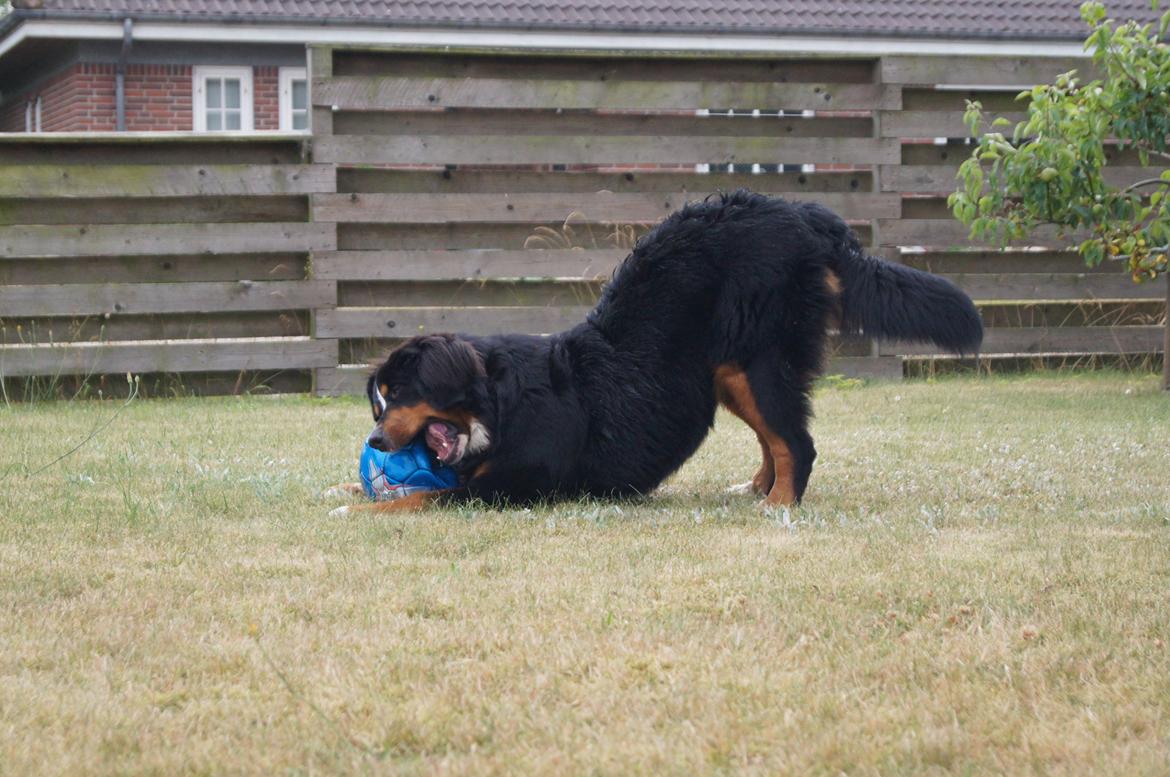 Berner sennenhund Amy billede 23