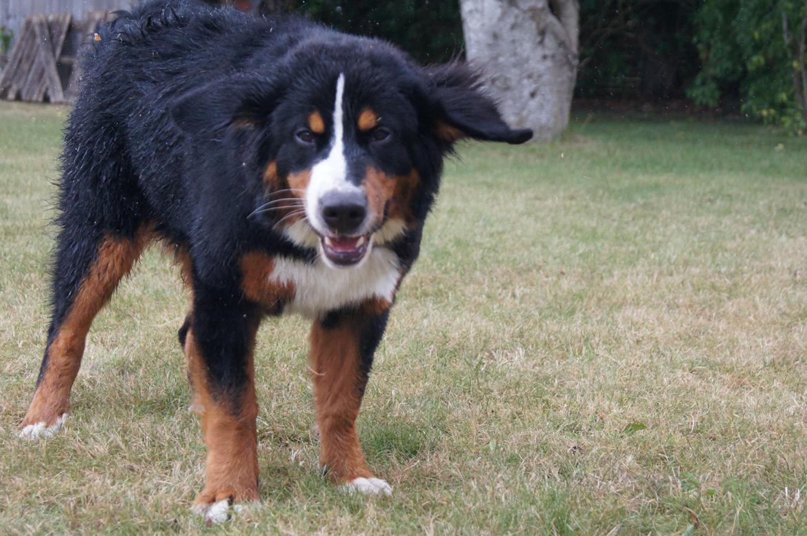 Berner sennenhund Amy billede 24