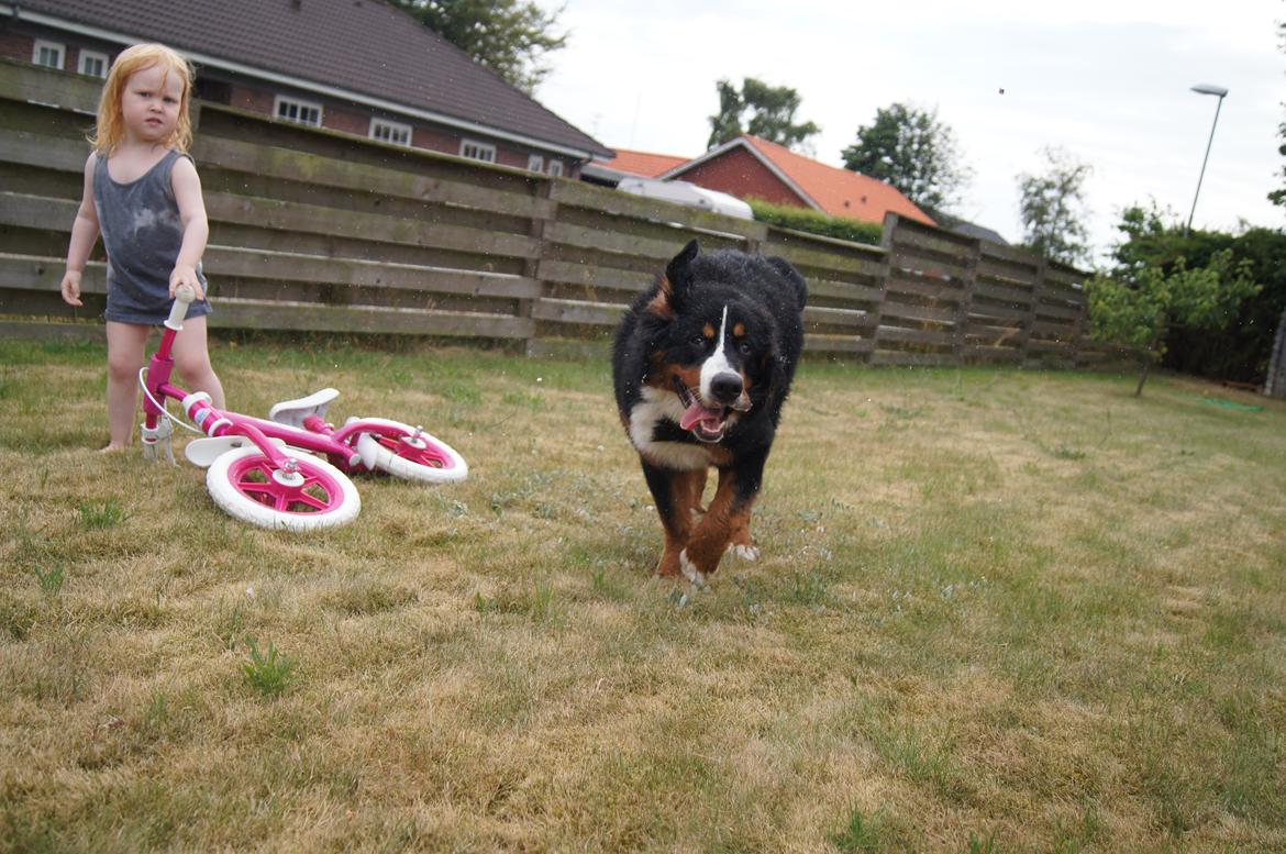 Berner sennenhund Amy billede 25