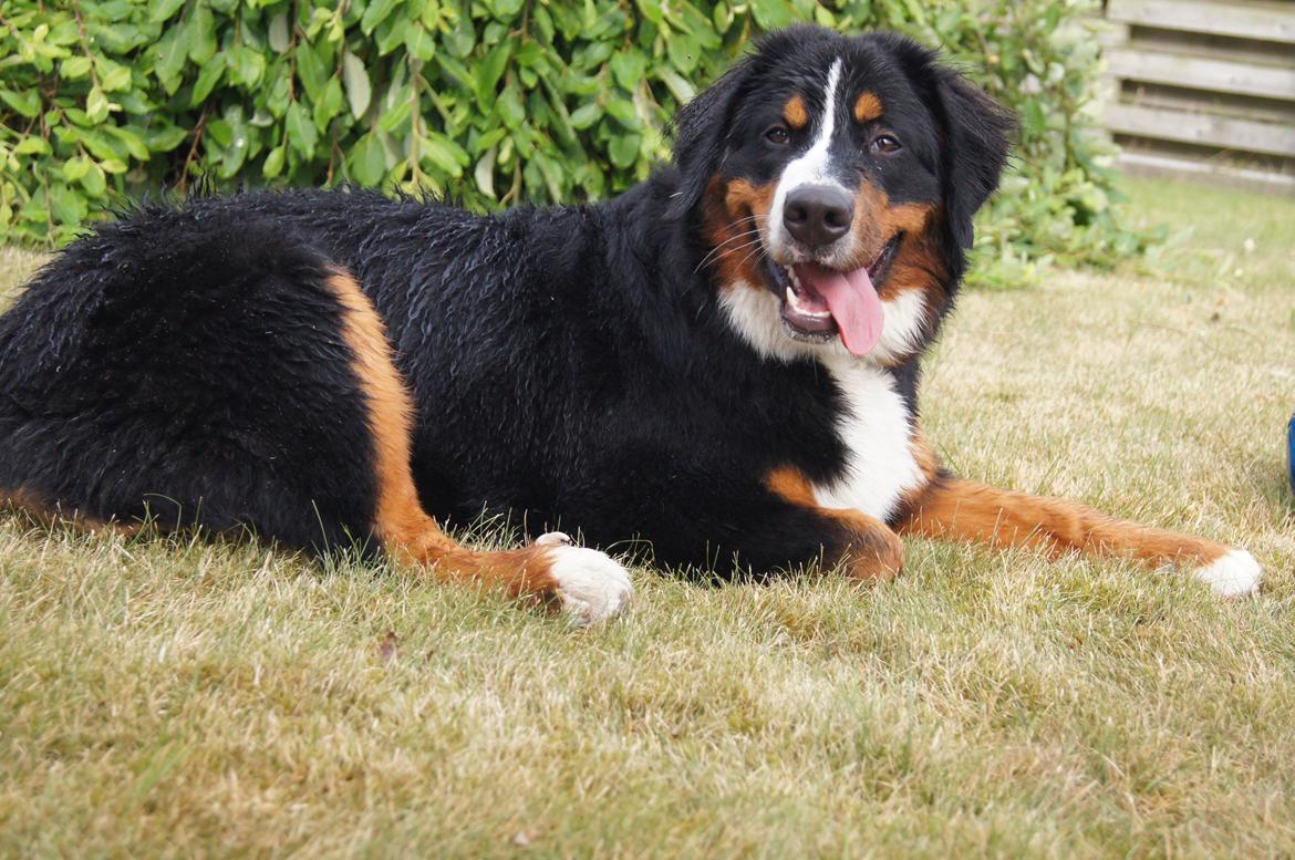 Berner sennenhund Amy billede 26